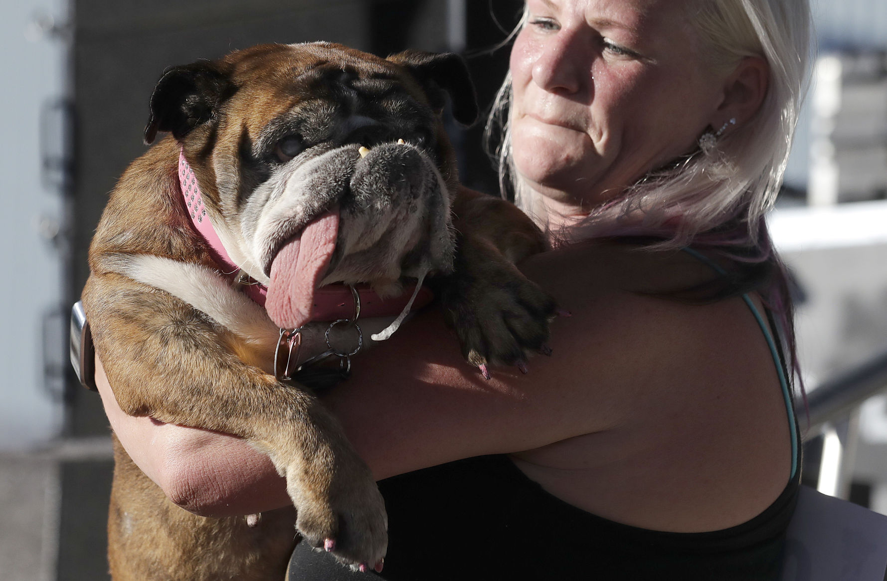 Zsa Zsa named World's Ugliest Dog